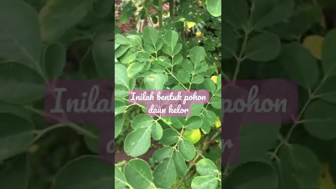 Bentuk pohon daun kelor