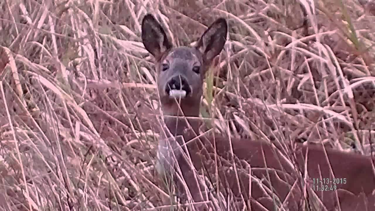 ATN Bino X Smart HD Day/Night Vision Binoculars - Deer by Day, Foxes at Night