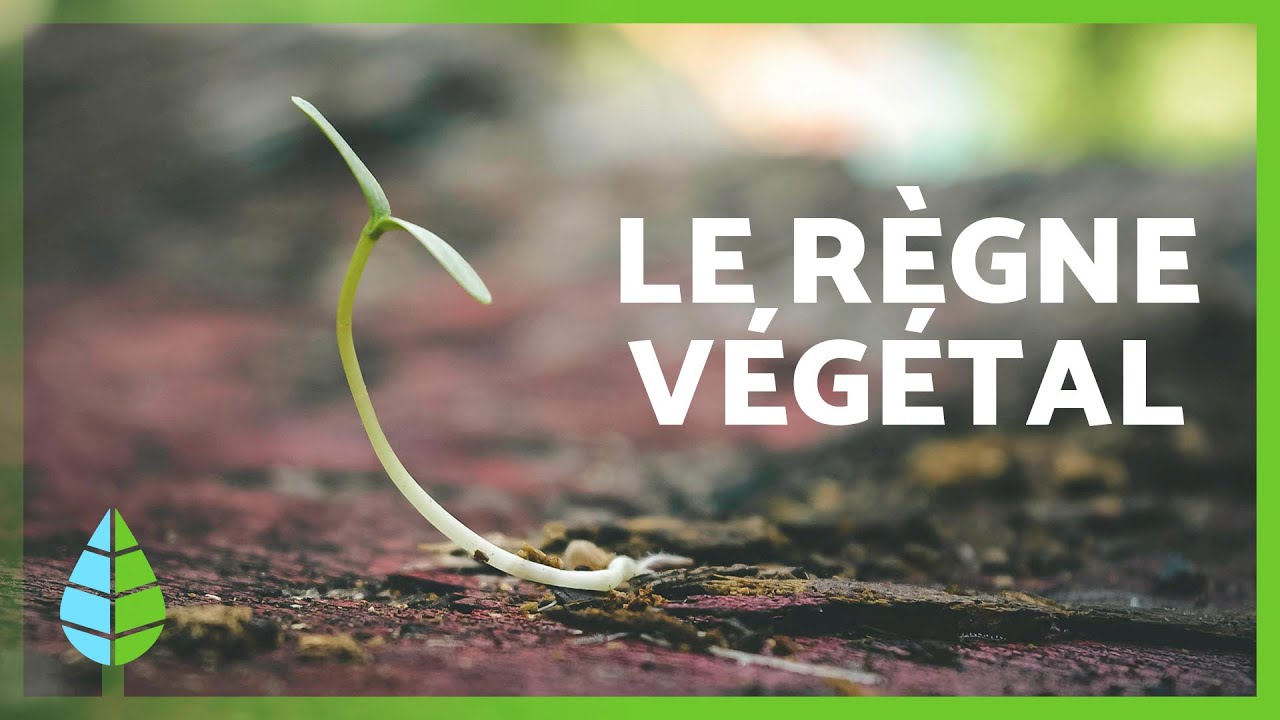 Le RÈGNE VÉGÉTAL 🌱🌸 (Classification, Traits Distinctifs, Grands Groupes)