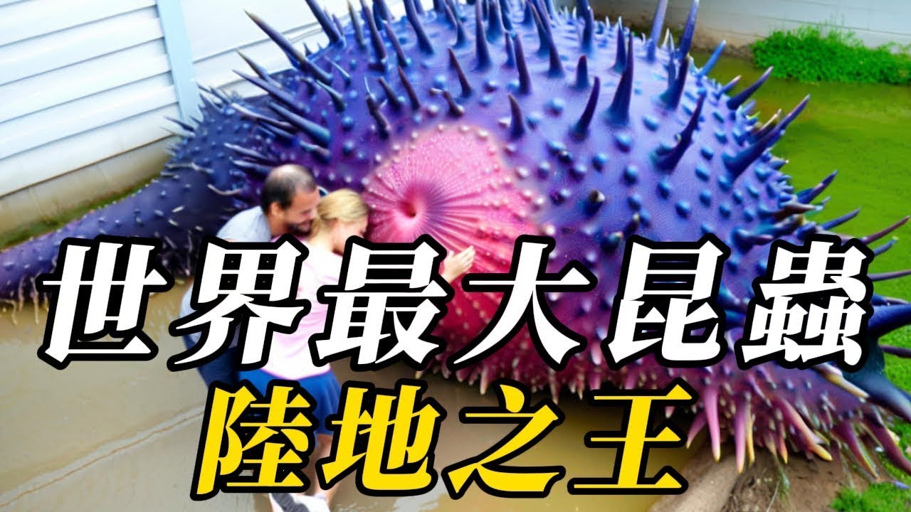全世界最大的10種昆蟲， 第壹名體長6米，宛如巨型坦克！曾是地球最大，把恐龍當食物！重达4吨，5只虎豹围攻依旧稳稳逃脱！翼展可達5米，飛5小時不扇壹次翅膀！ #世界之最 #动物 #动物世界 #科普