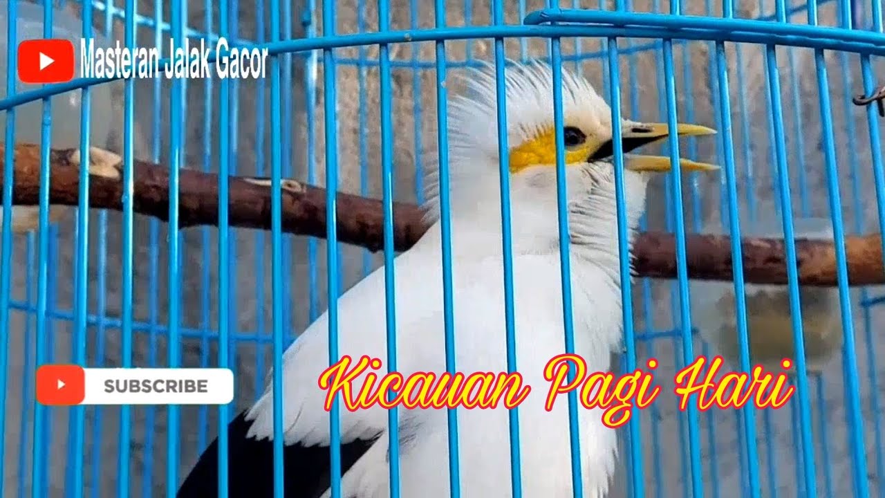 Burung Jalak Putih Jantan Gacor Full Isian Tembakan - Kicauan Jalak Putih Pagi Hari
