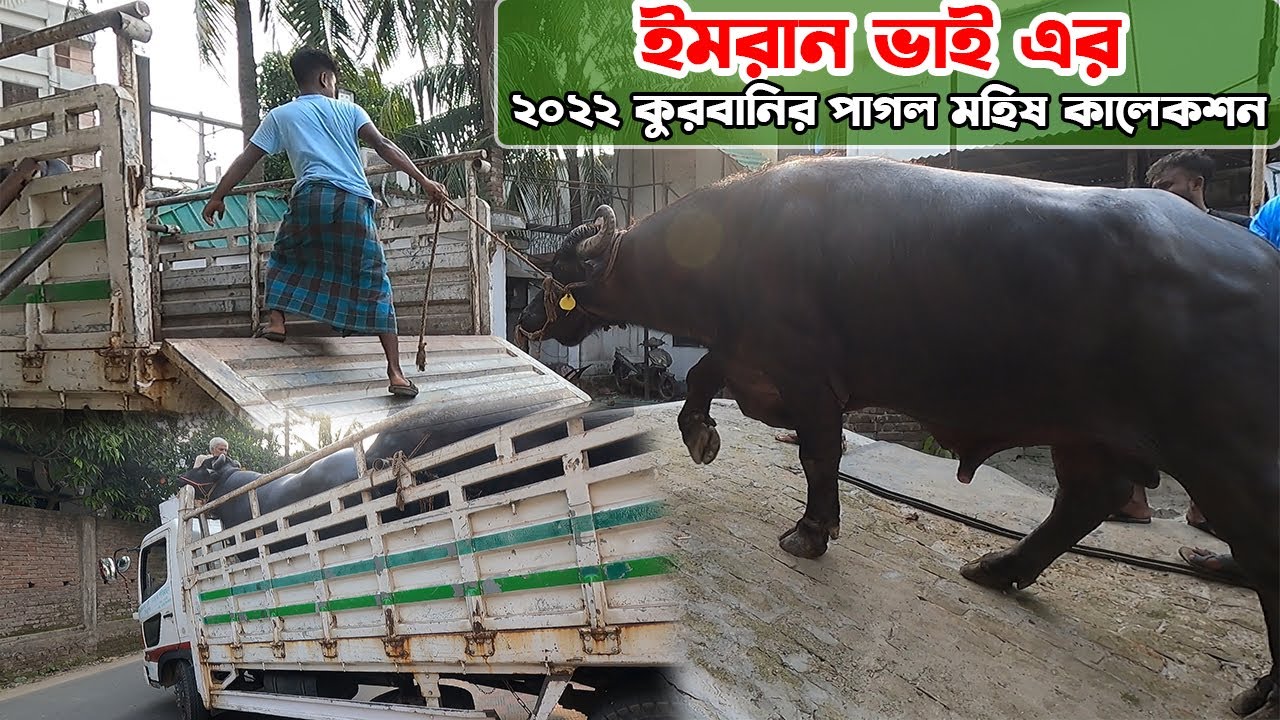 ইমরান ভাই এর ২০২২ কুরবানির পাগল মহিষ কালেকশন | Sadeeq Agro 2022 New | The Taste Ranger