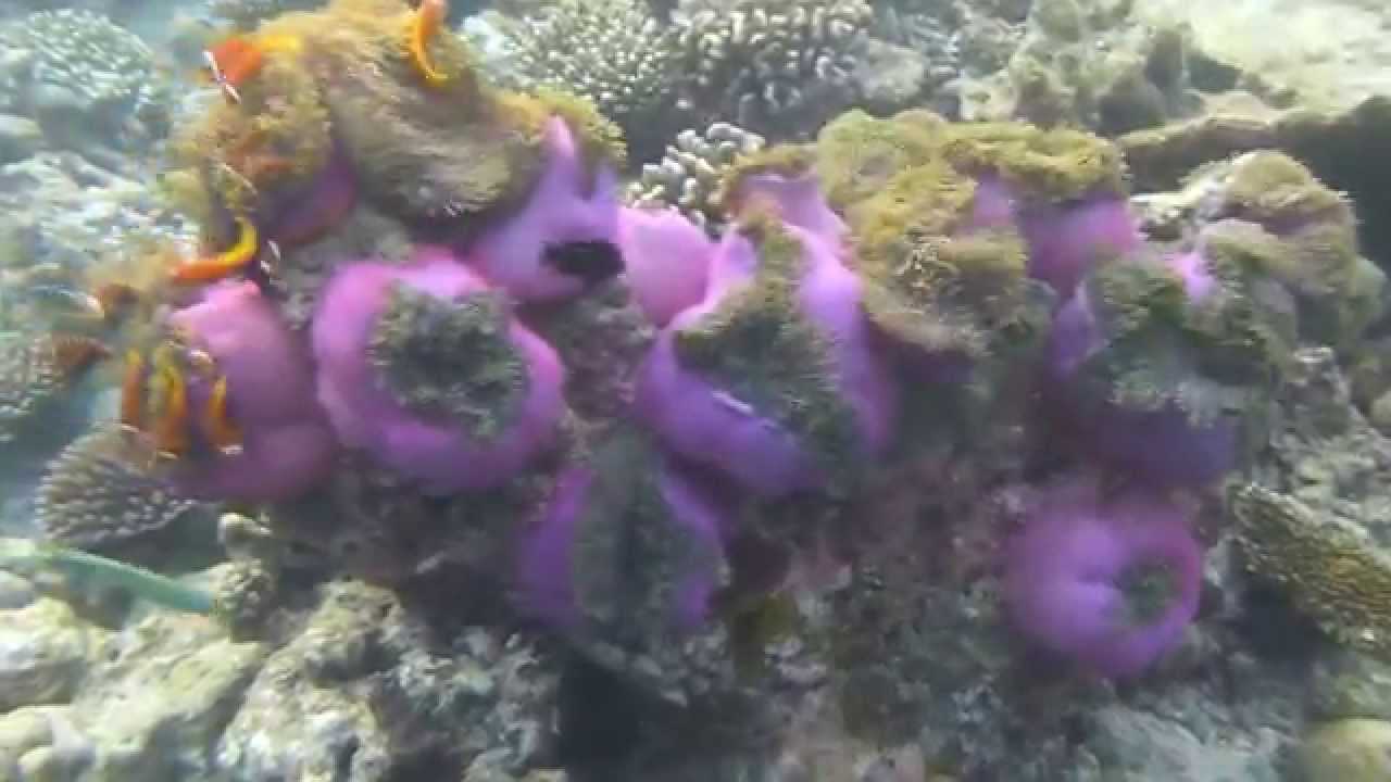 Malediven-Bathala-Ari Atoll-Schnorcheln am Hausriff , Oktober 2014