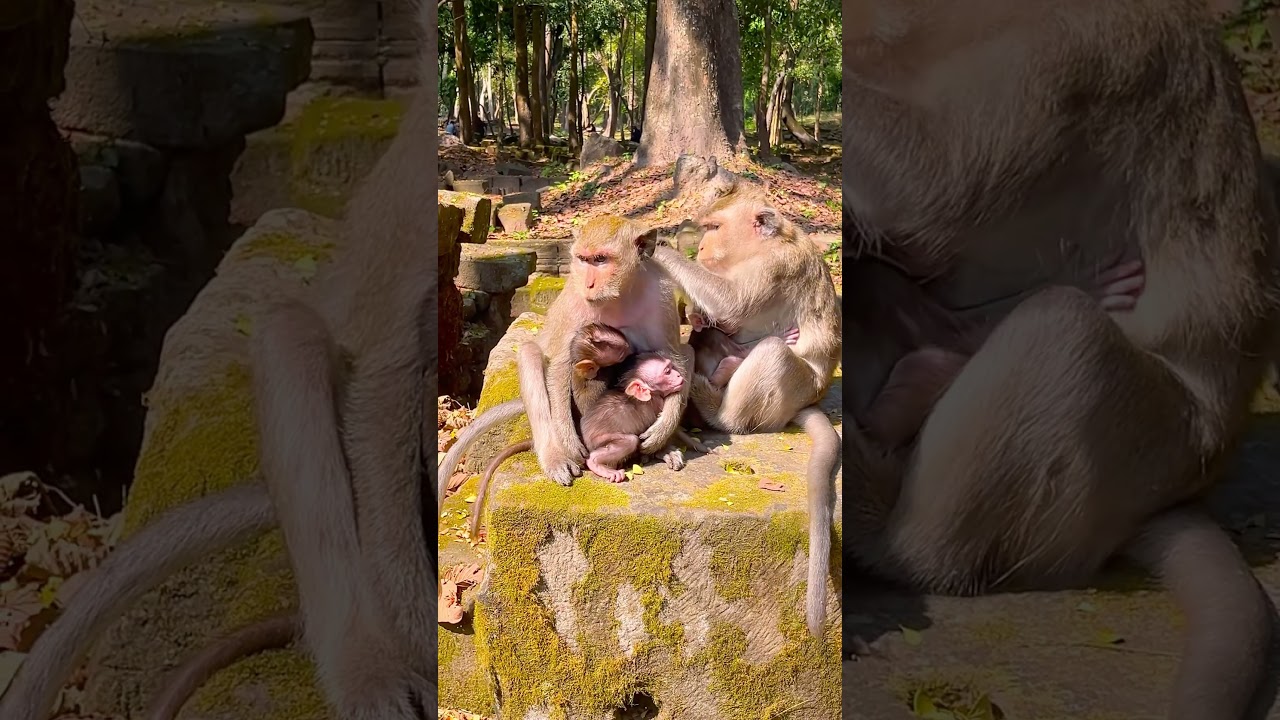 Two Baby Monkeys In Their Mother's Arm | So Cute #monkey #animals #shorts #life