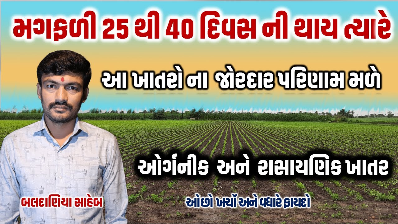 25 થી 45 દિવસ ની મગફળી માં ખાતર કયું નાખવું, સારા ઉત્પાદન માટે મગફળી માં ખાતર @MANISHBALDANIYA