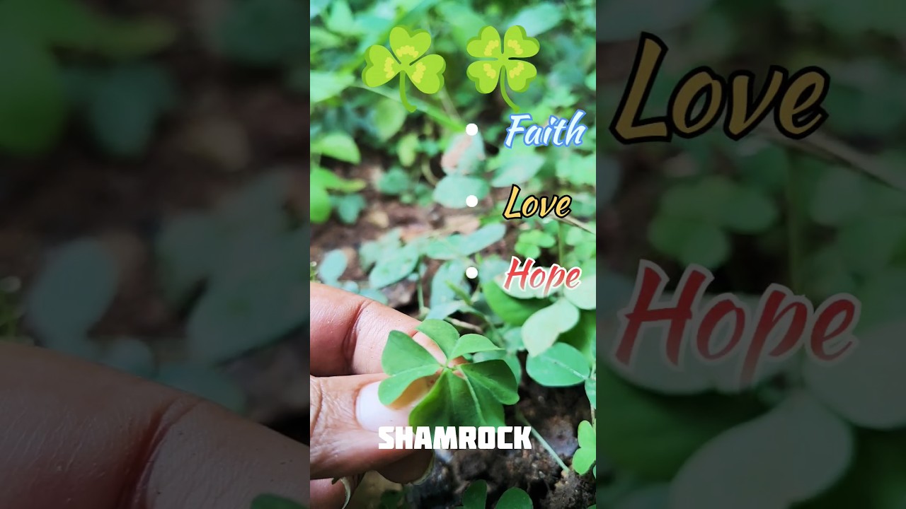 Shamrock vs. 4-Leaf Clover - What's the difference?#trending #diy #shamrocks #shamrocks #shortcraft