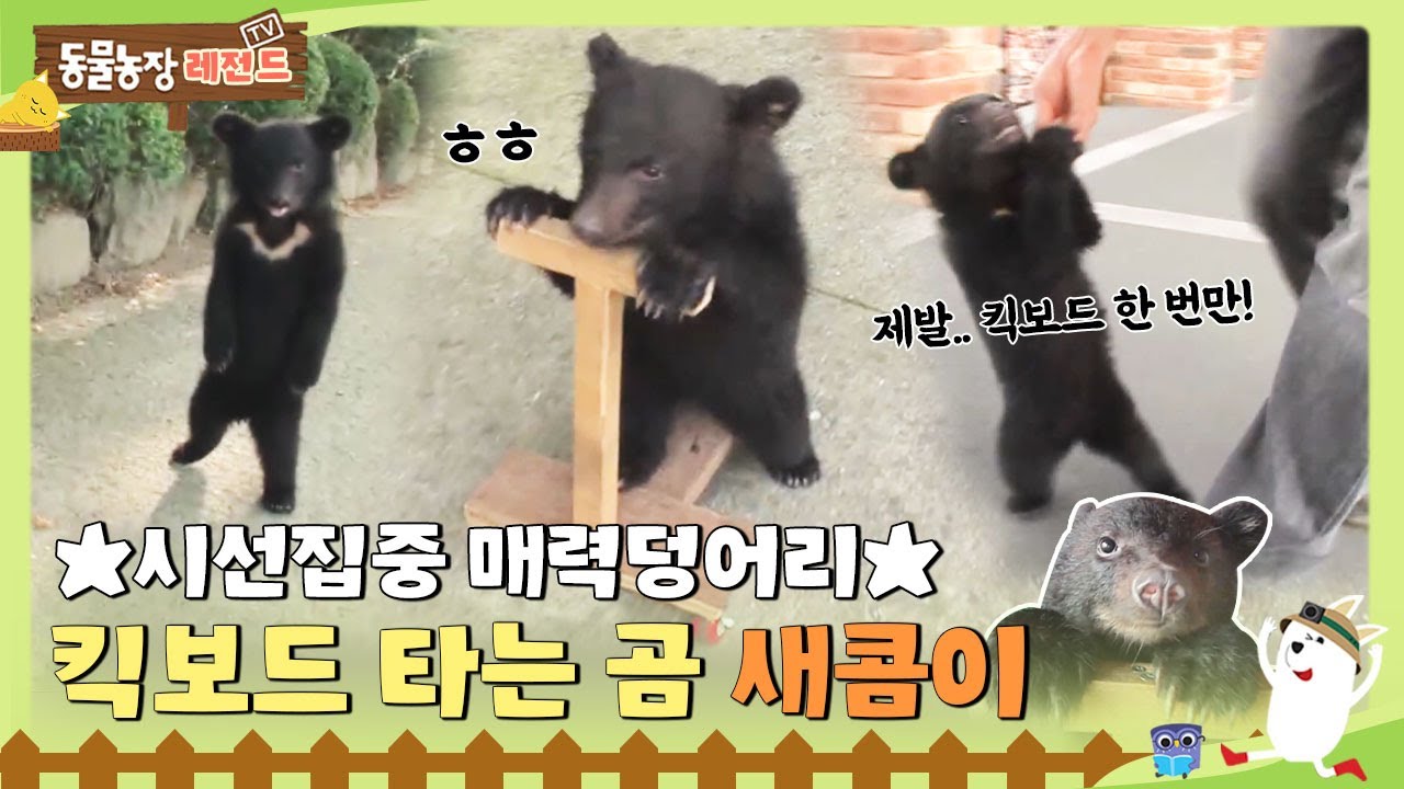 [TV 동물농장 레전드/SUB] 💛시선집중 매력 덩어리💛킥보드 타는 곰 새콤이🐻 #TV동물농장 #AnimalFarm #SBSstory