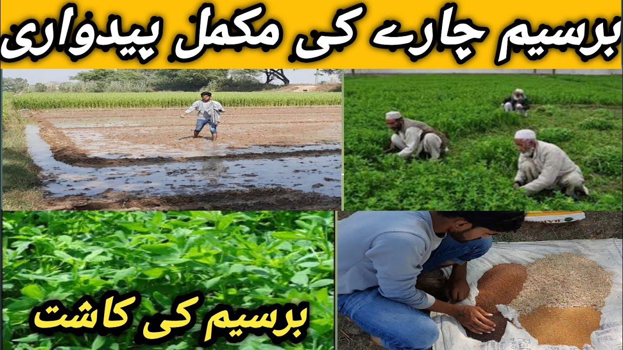 Berseem Cultivation | Berseem ki kasht | برسیم کی کاشت || Mary Vlog ||