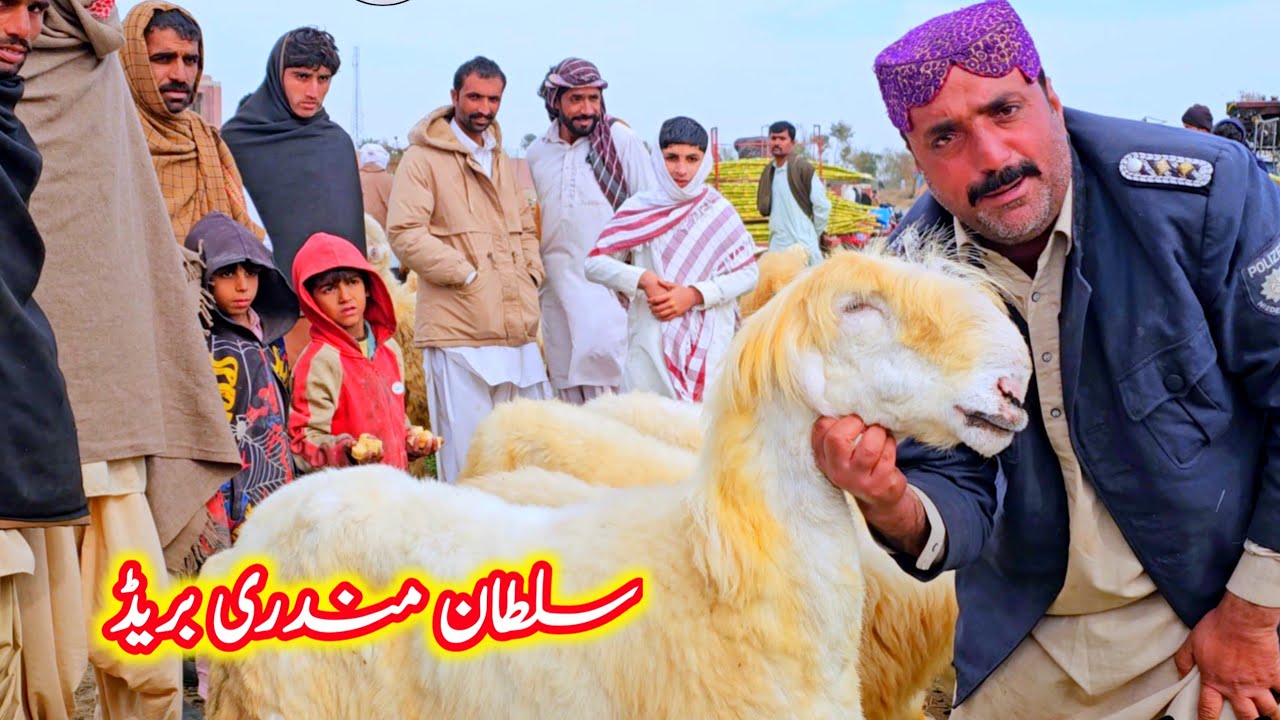 ٹاپ کلاس کوالٹی کی مندری بھیڑیں سلطان بریڈ مناسب ریٹ جلدی رابطہ کریں 