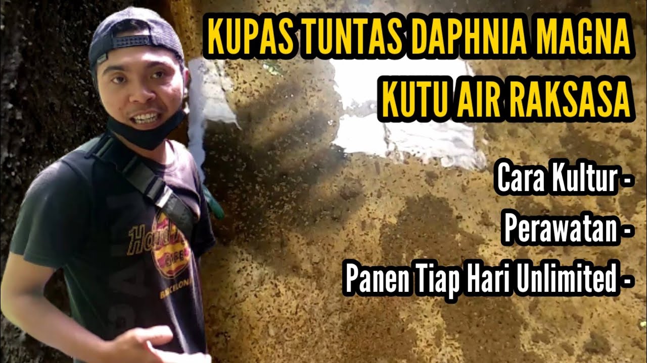 Bongkar Rahasia Kultur Daphnia Magna (Kutu Air Besar) - Panen Setiap Hari Unlimited