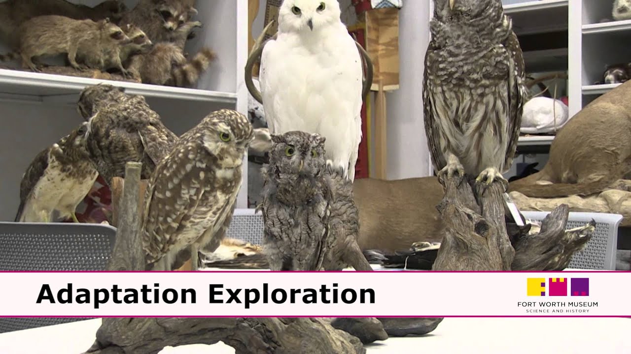 Adaptation Exploration  Owls