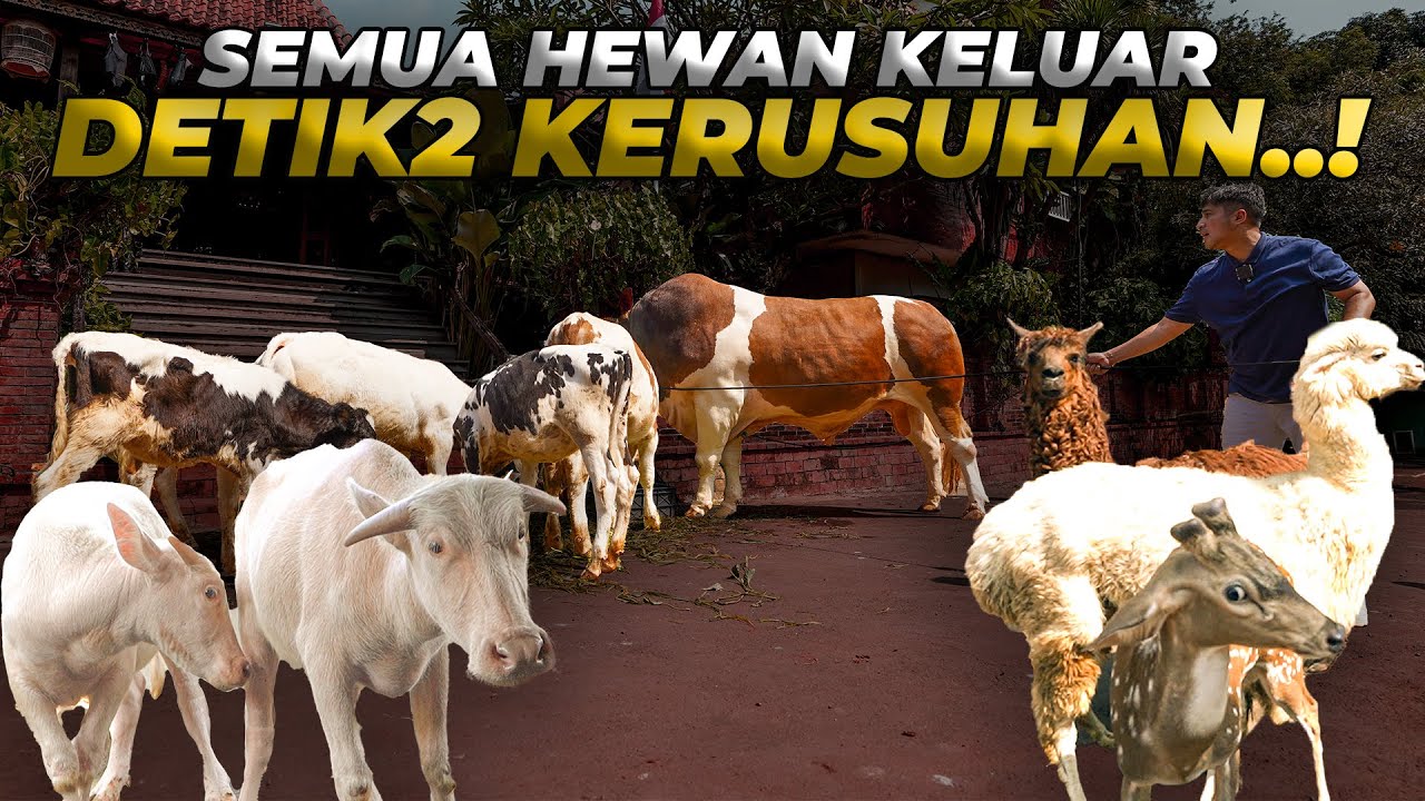 KELUARIN SEMUA SAPI BARENG RUSA DAN ALPACA,AUTO JADI KAPAL PECAH..!!!