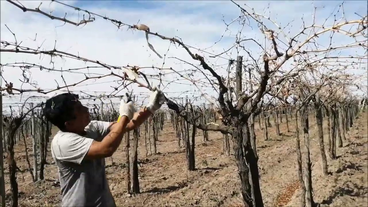 Poda de la vid en parral. Variedad Cereza.