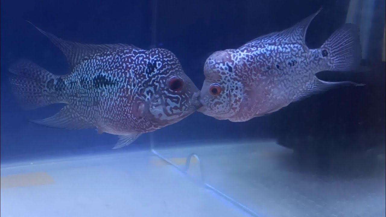 Flowerhorn fish 1st paring | flowerhorn breading | flowerhorn breading hindi