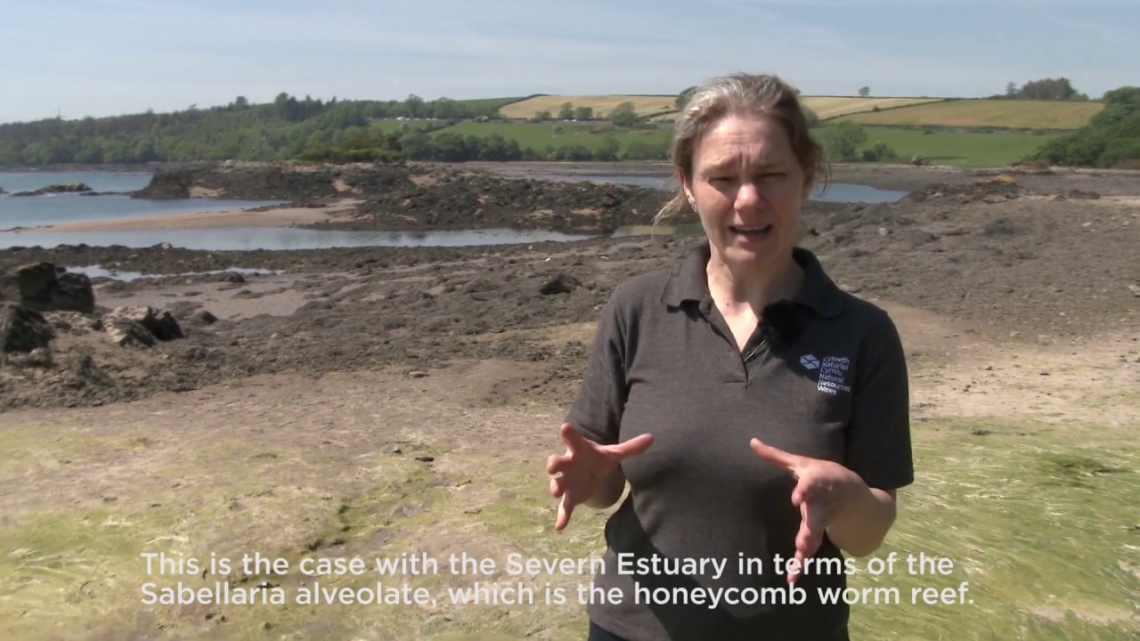 Mapping honeycomb worm reef in the Severn Estuary