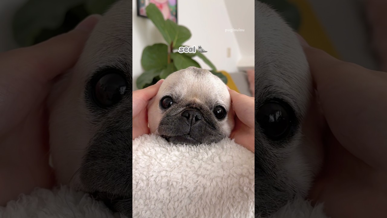 Puppy, Bear, Bunny, Yoda or SEAL? 🐶🐻🐰🦭 