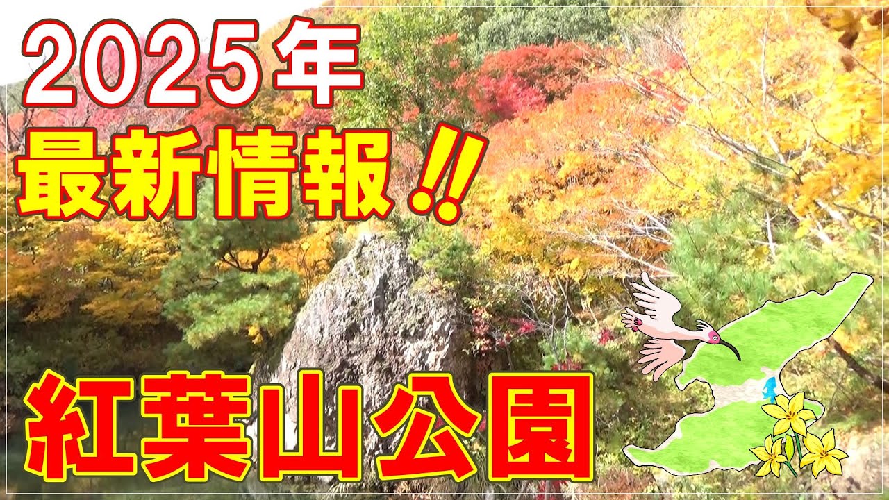佐渡随一の紅葉の名所・紅葉山公園に行ってみた！ I visited Momijiyama Park, the best spot for autumn leaves in Sado.