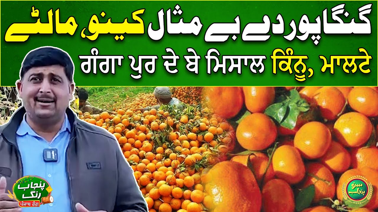 Gangapur Dey Bemisaal Kinno Maltay | Punjab Rung | Suno Punjab