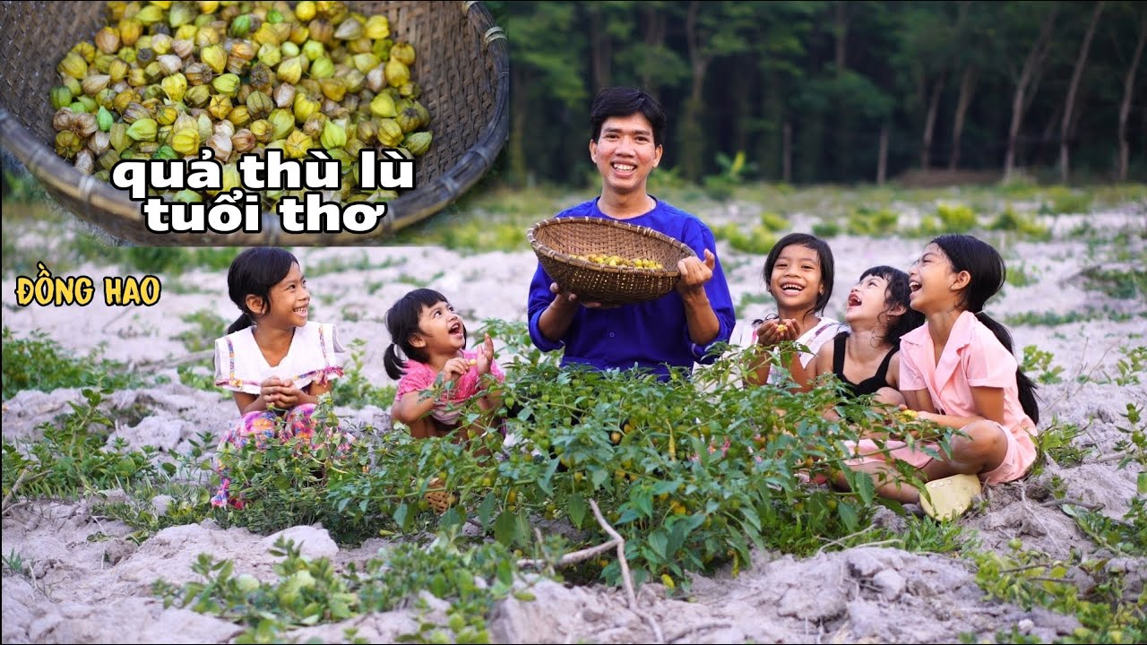 Thu hoạch quả thù lù, loại quả mọc dại vô cùng bổ dưỡng gắn liền với nhiều kí ức bao thế hệ