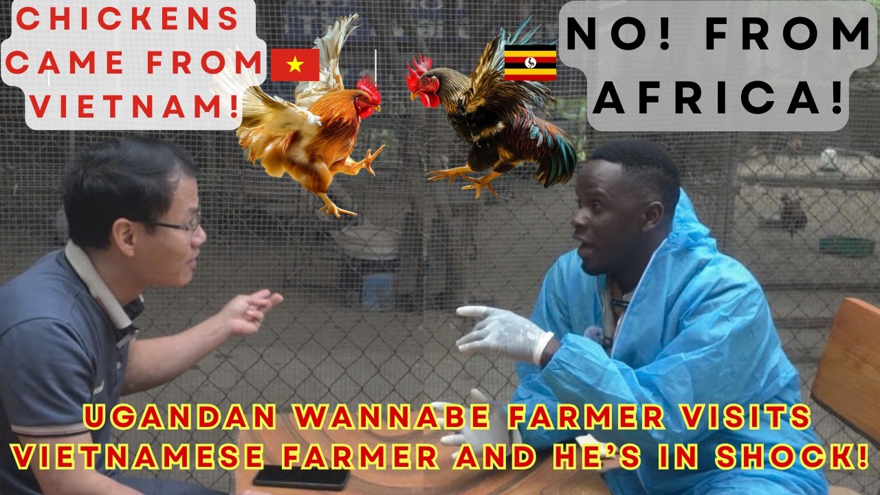 Ugandan Visits Vietnam’s Forest Chicken Farm 😲🐔 (Unbelievable!)😯🐔🐓Wild Chicken Farming In Vietnam.