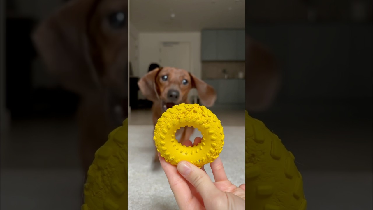 How far would you go to replace a dog's favorite chew toy?