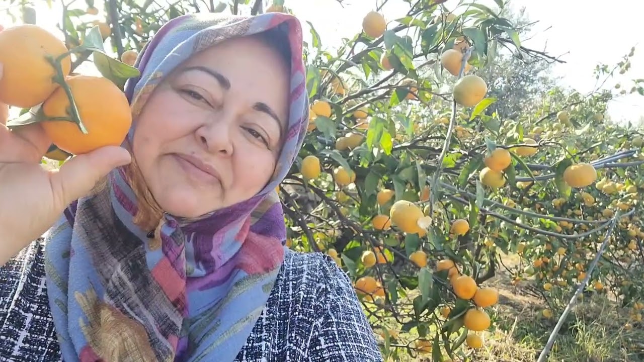  YABANİ OTLARA BAKALIM VE MANDALİNA BAHÇESİ (HATAY DÖRTYOL )