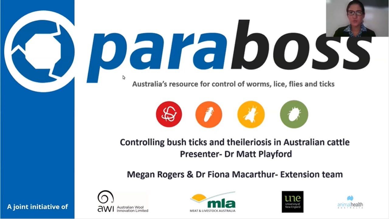 Controlling bush ticks and theileriosis in Australian cattle