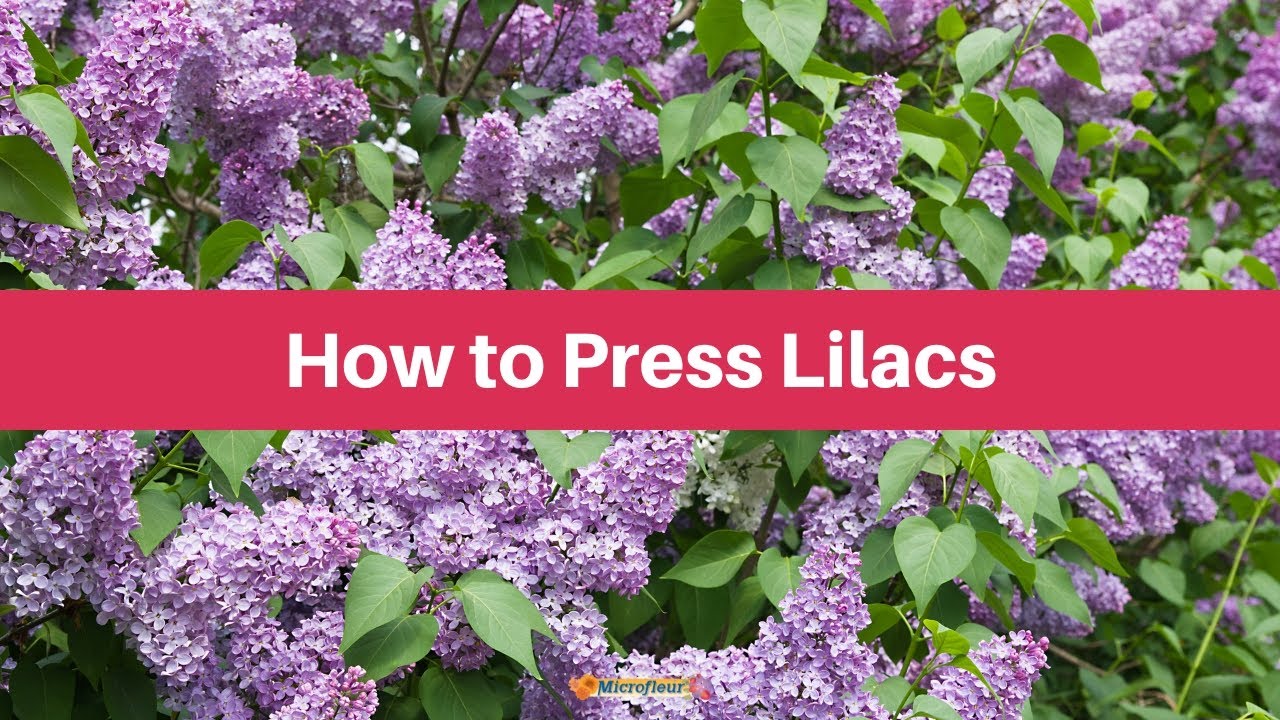 Pressing Lilacs
