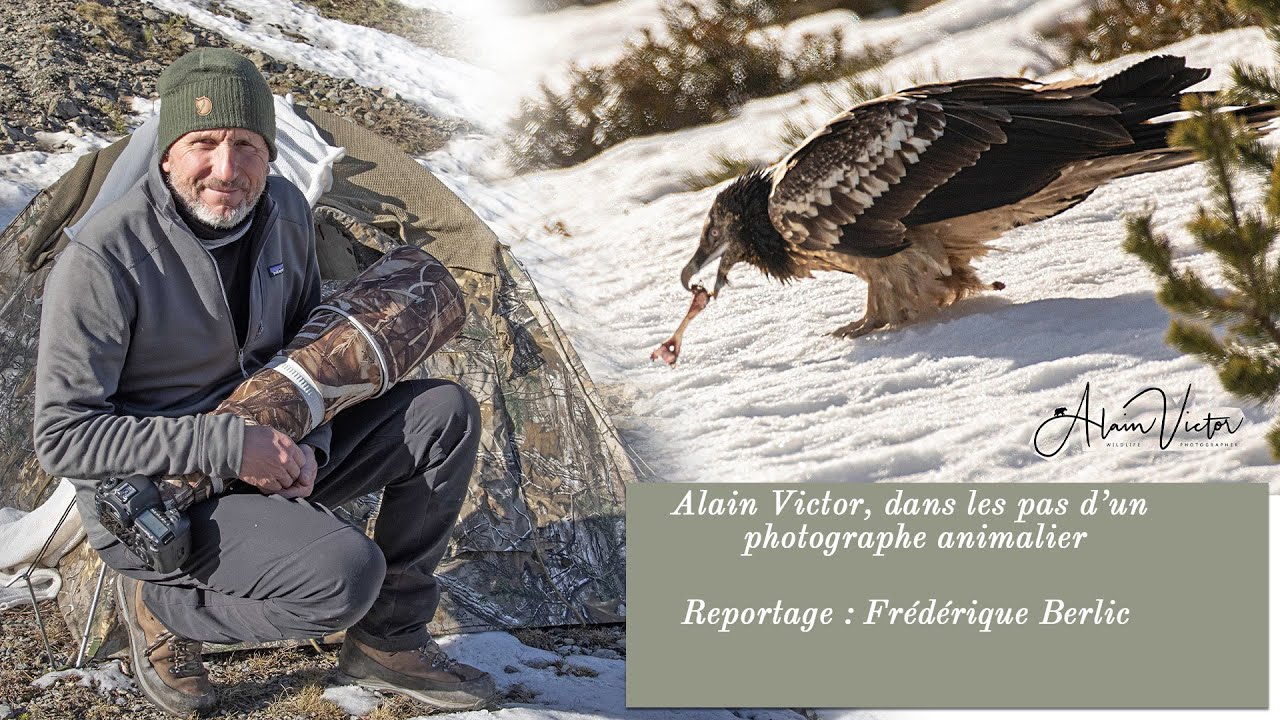 Dans les pas du photographe animalier, Alain Victor