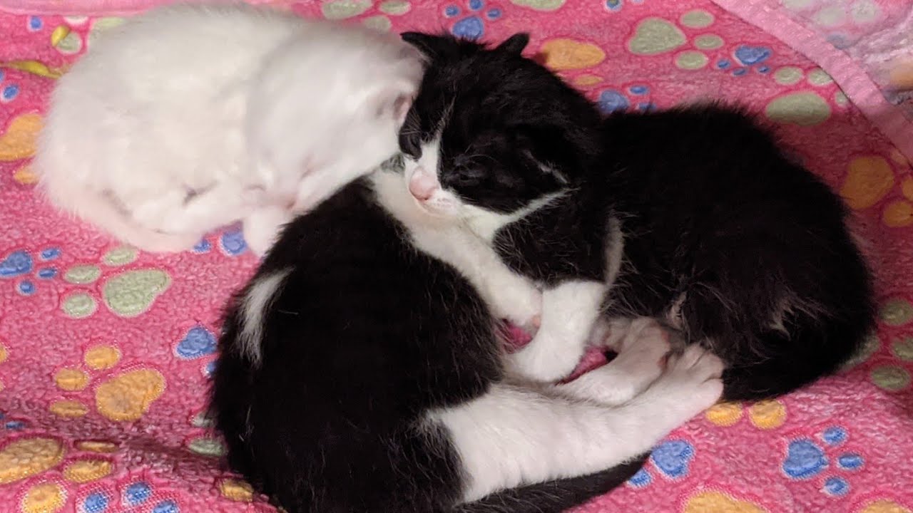 3 week old kittens wobble and play!
