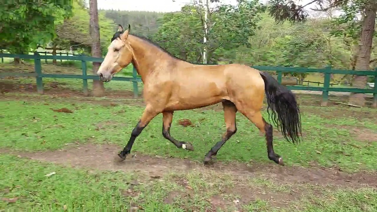 Festival da Gironda PO (Mestre da Gironda x Herdade Dinda, por Queluz JB x Herdade Diva)
