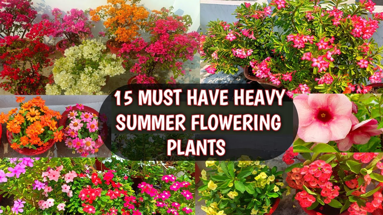15 MUST HAVE HEAVY SUMMER FLOWERING PLANTS FOR THIS SEASON | LIST OF BEST SUMMER FLOWERS WITH NAMES