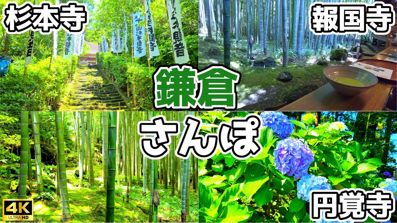 [4K] おこ散歩 (鎌倉,円覚寺,杉本寺,報国寺/Kamakura,Enkakuji,Sugimotodera,Houkokuji/2023.06)