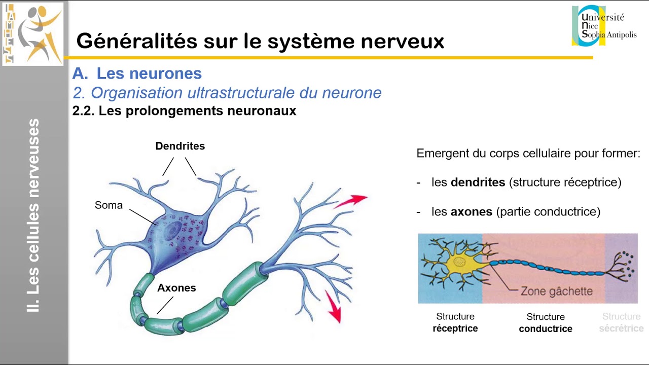 I. Généralités sur le système nerveux: Les cellules nerveuses (1)
