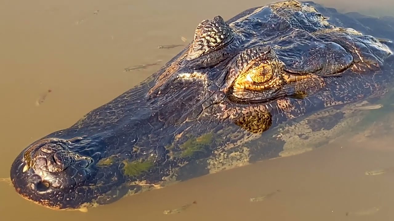 Wildlife of the Pantanal, Brazil