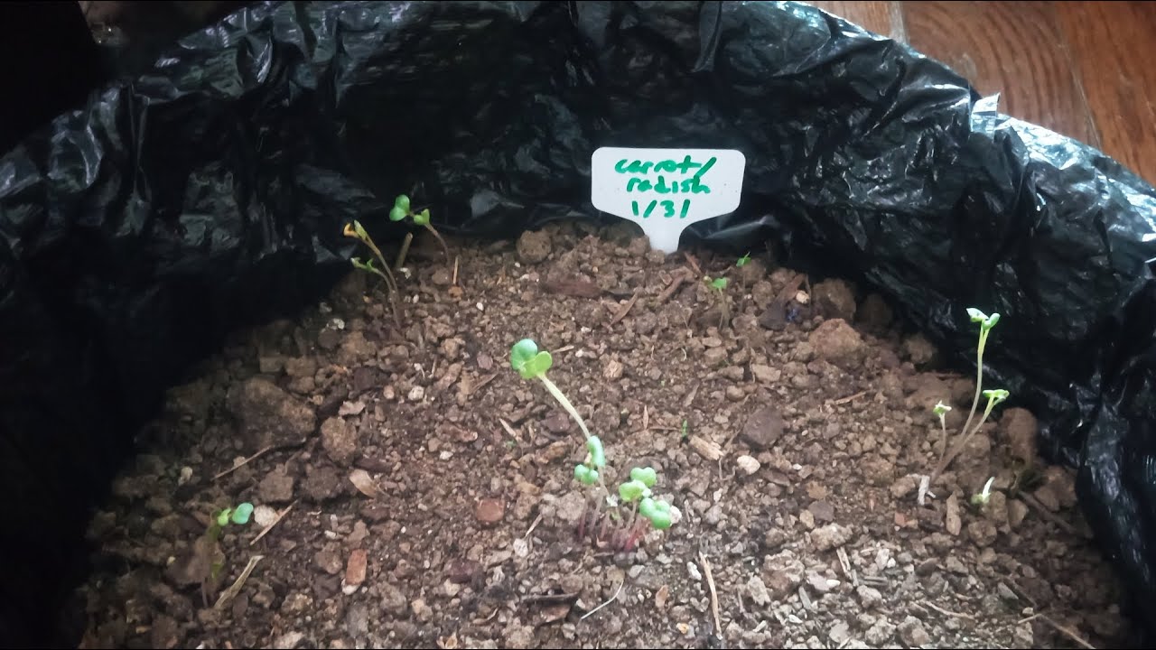 All Of My Veggie Seeds Germinated! (2.5.26)