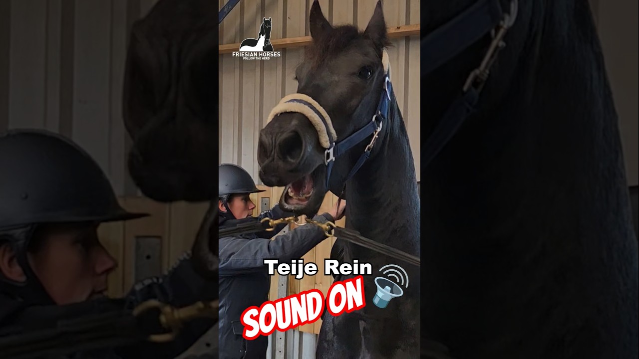 Listen To Him 😍 Teije Rein #Friesian #Horses #Followtheherd