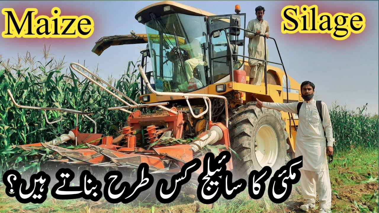 How to Make Maiz Silage | SilageMachine | Naeem Abbas Bhutta: