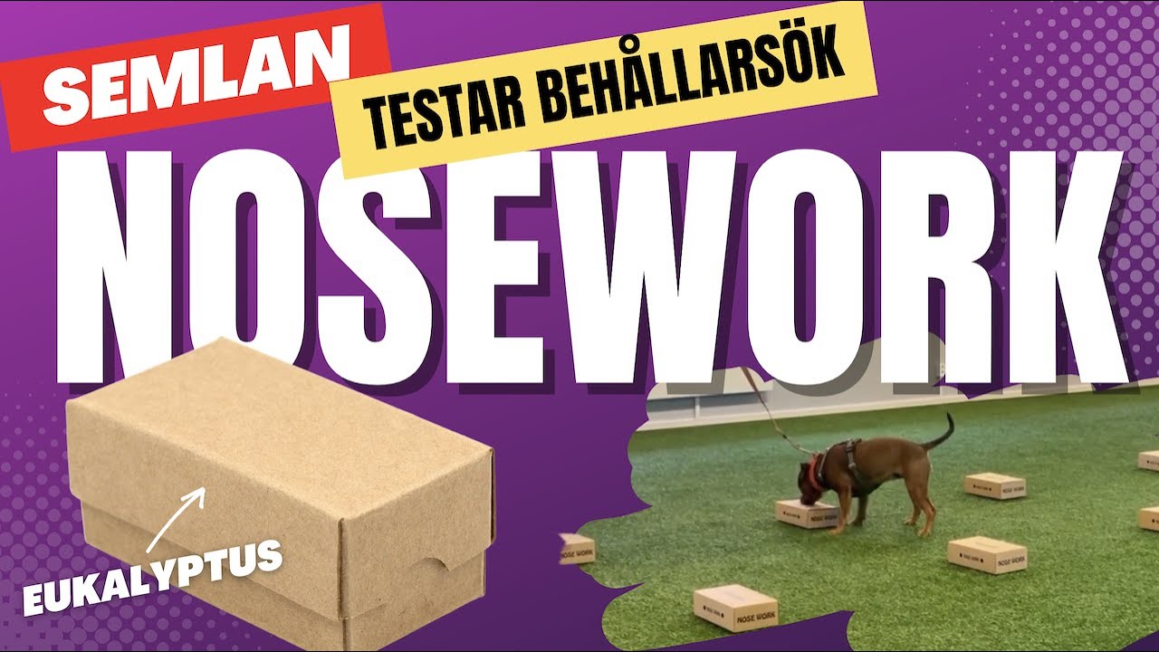 Vi testar på Nosework kurs! (Behållarsök - Eukalyptus)