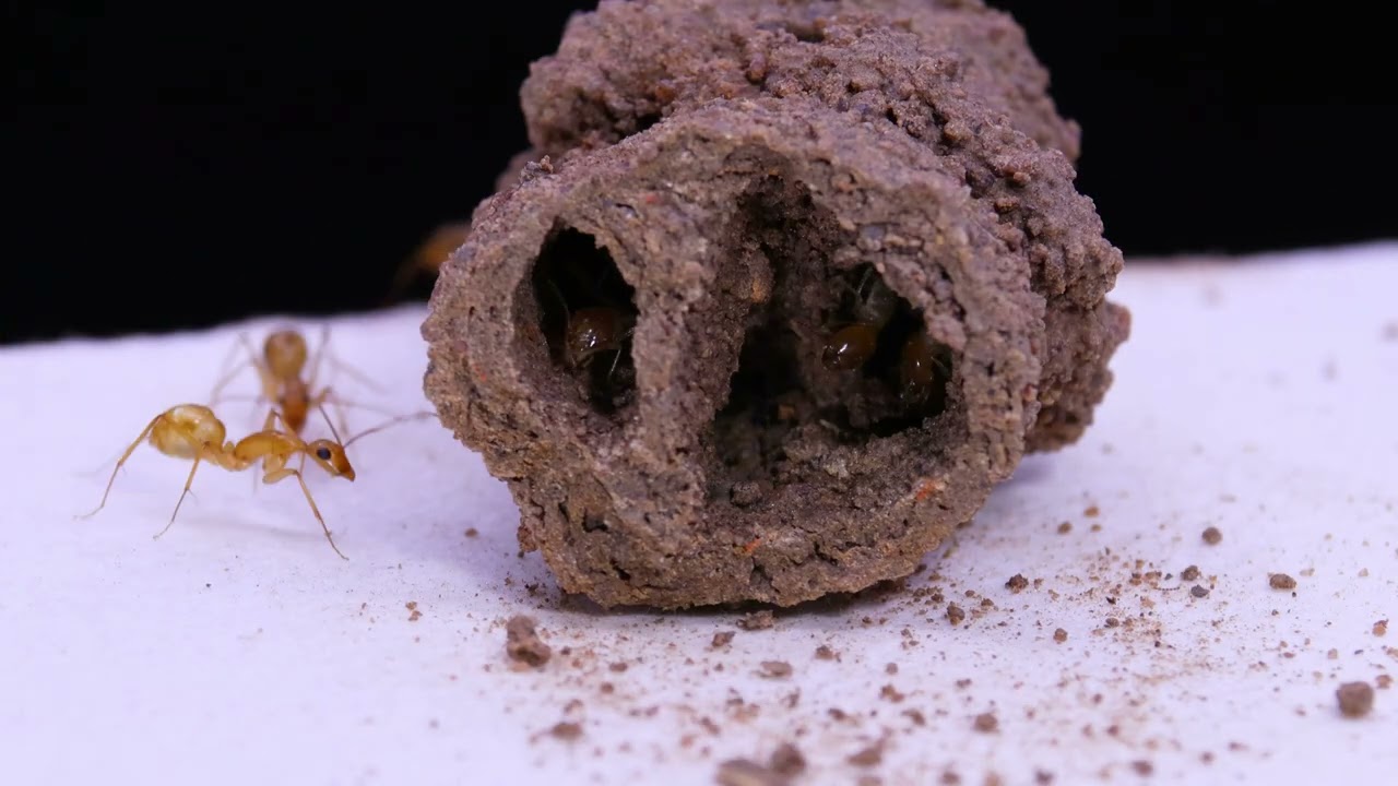 Муравьи Camponotus maculatus - мобилизация, охота и быт.