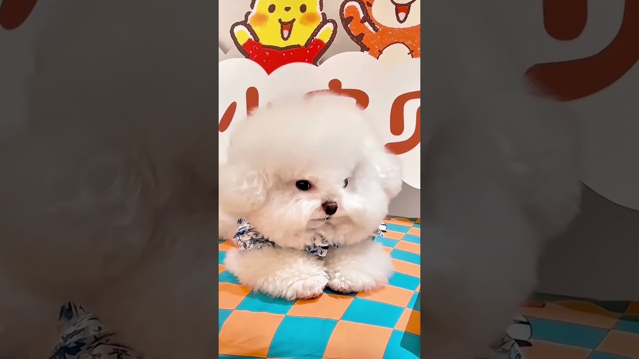 Little Puppy #puppy #pet #cute