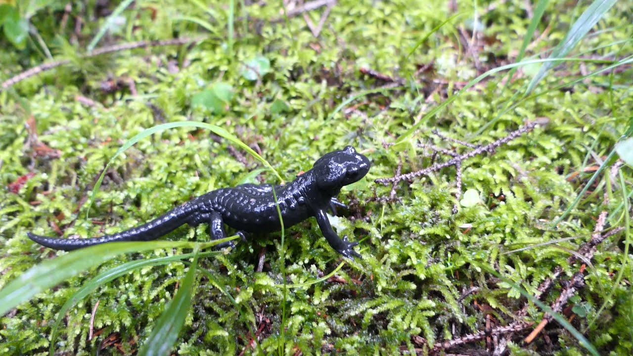 Kleine Alpensalamander   DOKU