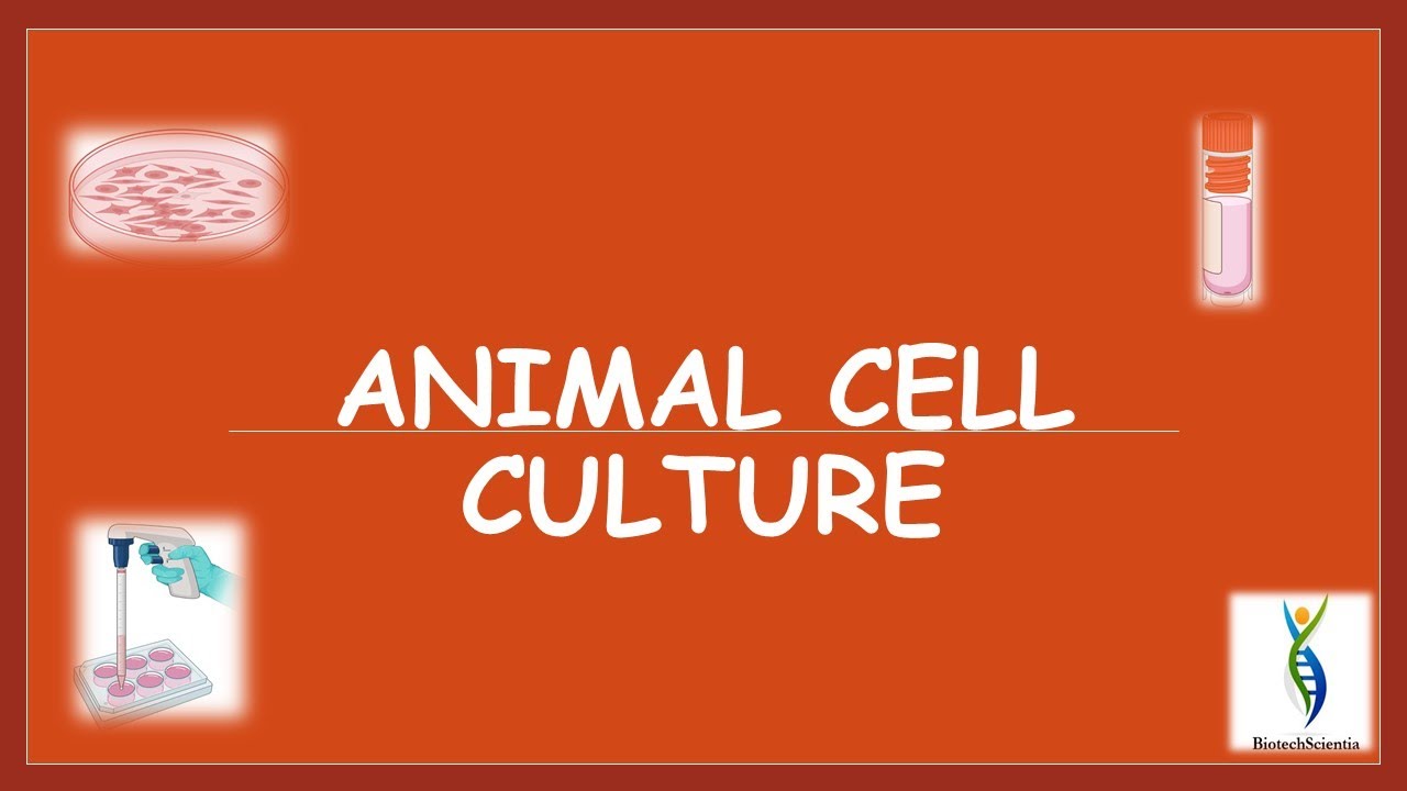 Animal Cell Culture | Cell Culture Lab SetUp | Primary Cell Culture | Established Cell Line Culture