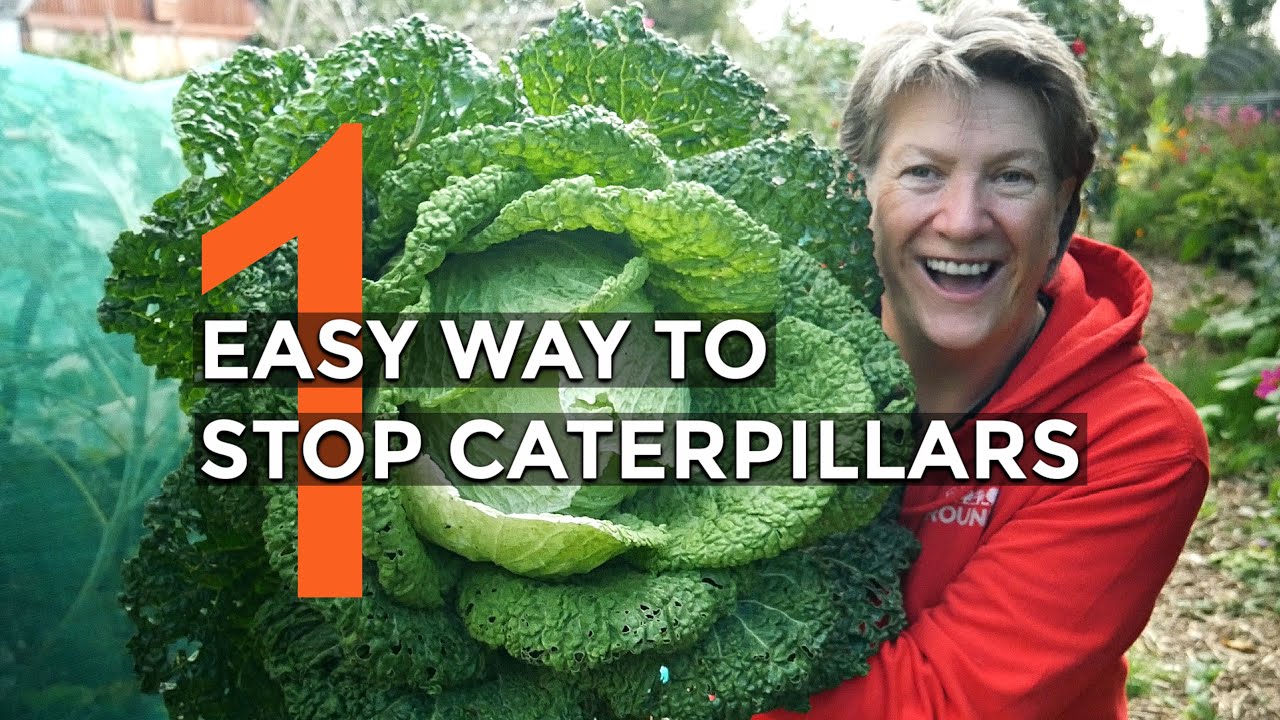 How to Protect Brassica Without Using Chemicals | Organic Pest Control