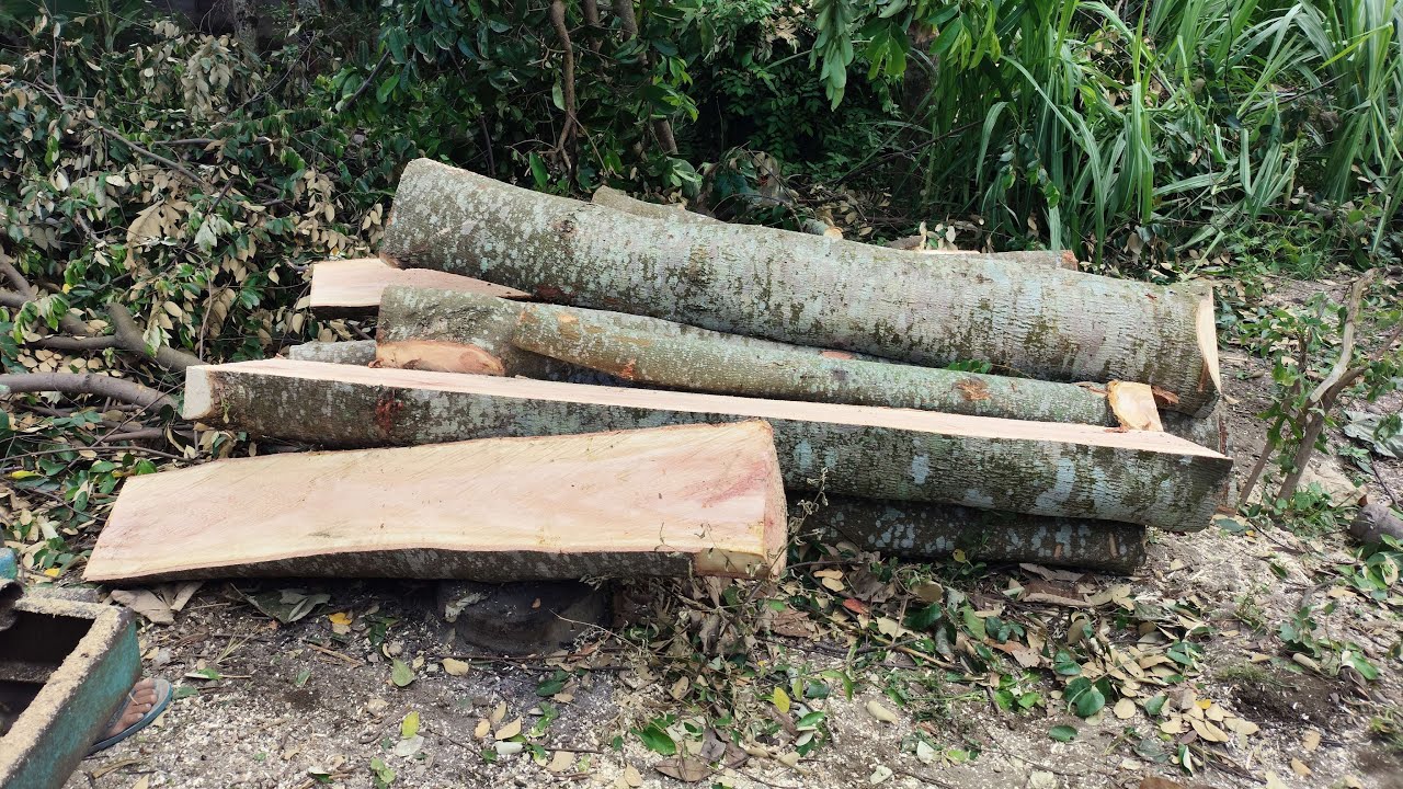LANJUT PENGGERGAJIAN KAYU BAYUR