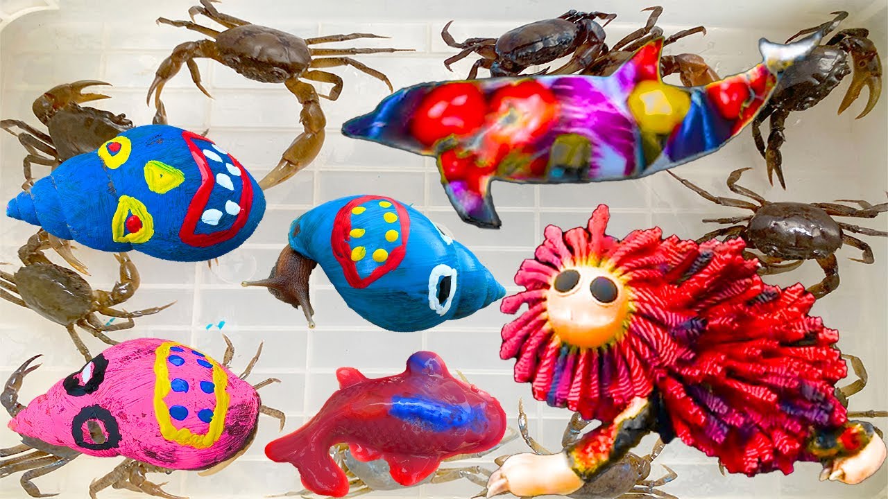 Kem Ốc Chanel review c&aacute;c sinh vật biển: c&aacute; mập, c&aacute; đuối, săn ốc s&ecirc;n m&agrave;u sắc cứu th&uacute; cưng con ch&oacute;.