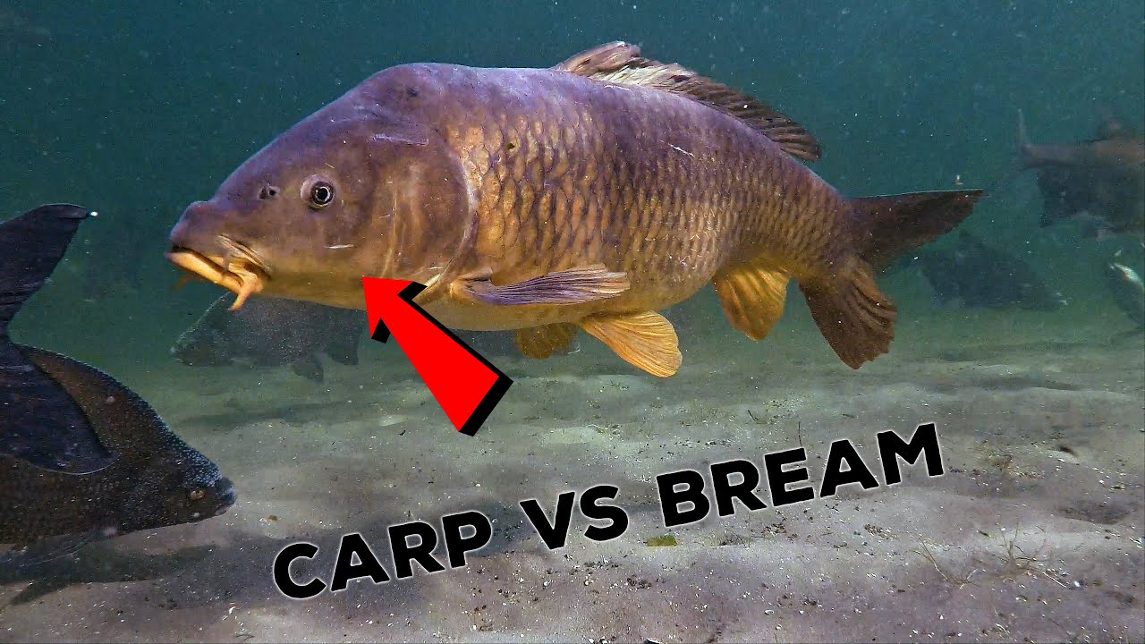 Can you catch a carp between breams (underwater video)