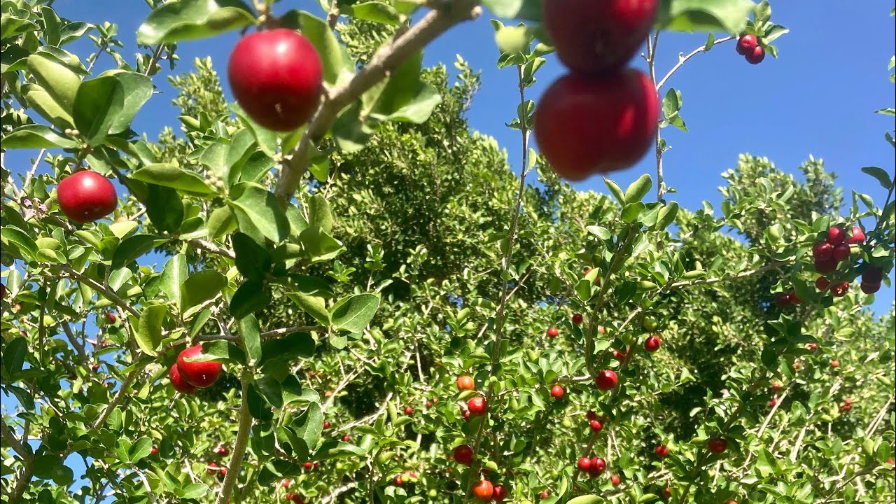 One of the best fruit trees to grow in a desert climate: check it out!