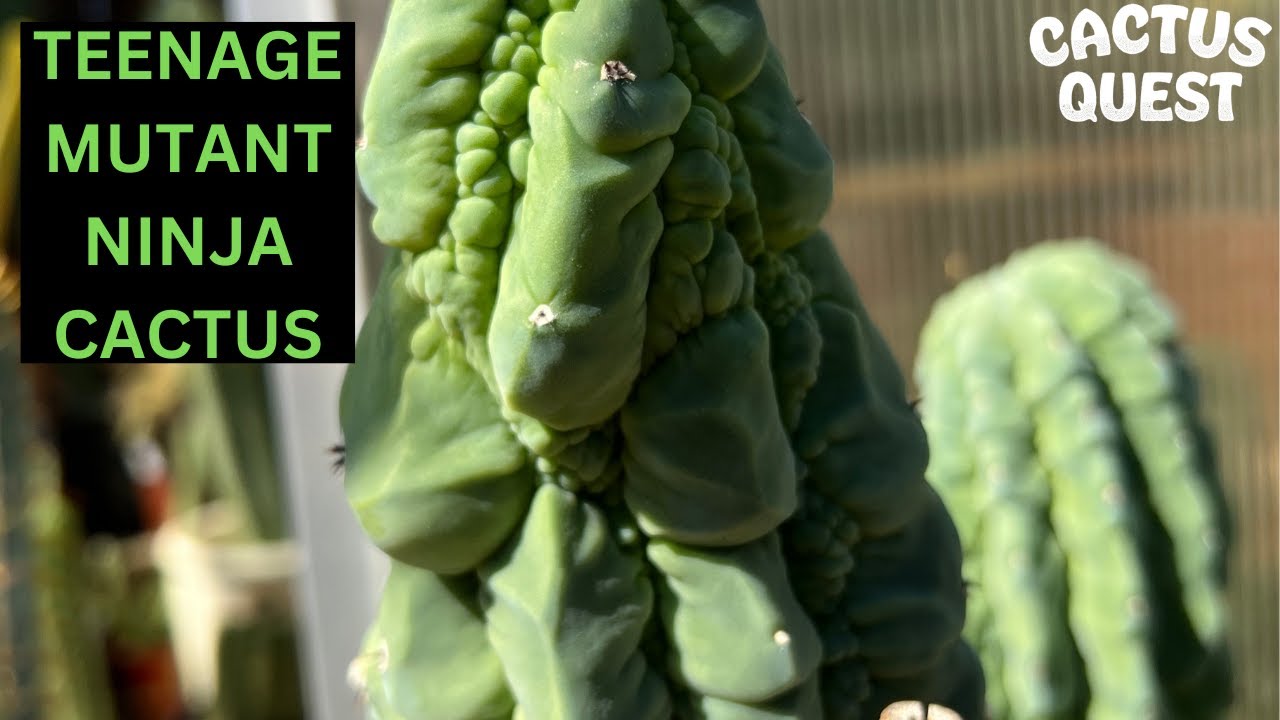 Down the Trichocereus rabbit hole. Cactus Mutants & San Pedro w/ special guest @Prickocereus