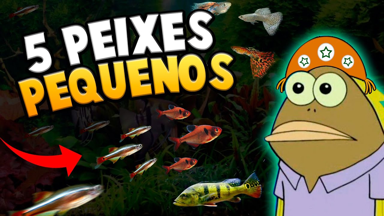 5 Peixes Pequenos que são Fáceis de Cuidar em Aquário